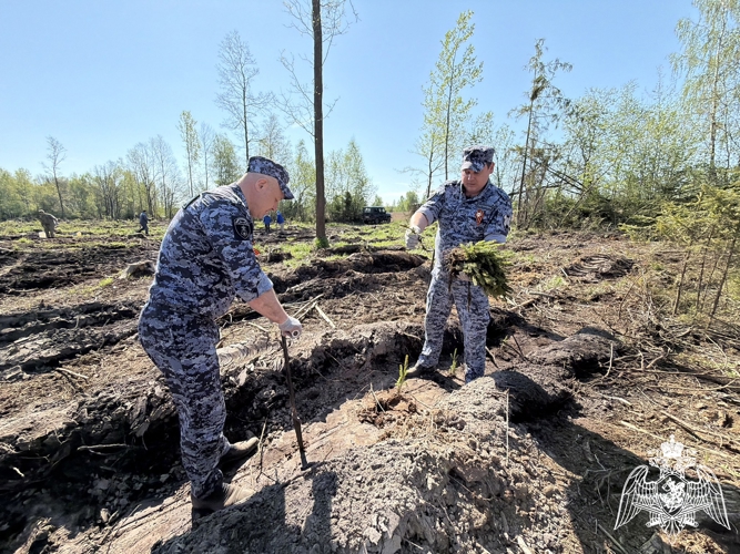 Смоленские Росгвардейцы продолжают участвовать в акции «Сад памяти» (видео)